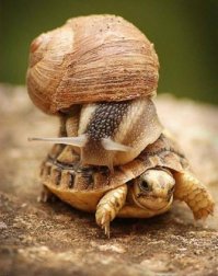 вспомнился бородатый анекдот
"уснули 2 улитки на черепахе, через время просыпаются и тут одна из них
 - УХ НИХУ*Я*СЕ НЕСЁМСЯ!!!"