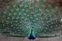  10 наиболее красивых животных в мире