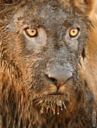 Ноги страшные с розовым лаком