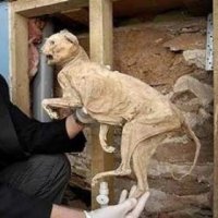 Эта история настолько древняя, что даже кот с лампой превратился в мумию...