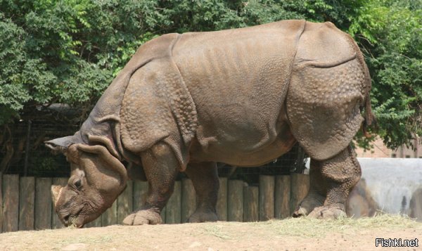 У носорога уж очень точные пропорции для рисунка по описанию. Скорее просто приукрасил.





Особенно такие мелкие детали, как рот, ноздри, глаза и уши.