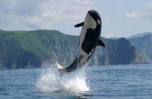 Красная панда---косатка---утка-мандаринка.