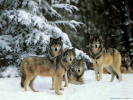  10 наиболее красивых животных в мире