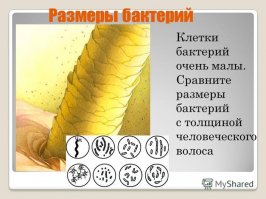 Что-то с бактериями на первой картинке не сходится. Если бы бактерии относительно волоса были бы такого размера, то их можно было бы видеть простым глазом.
По факту - размеры бактерий в среднем  1-5 микрон, толщина волоса - вокруг 100 микрон