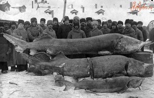 р. Волга. 1924 год.