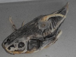 А мы вчера вот такую нашли: