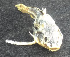 А мы вчера вот такую нашли: