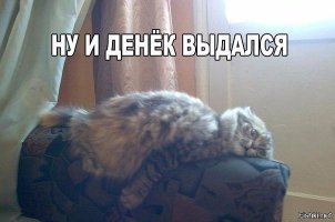  Коты огромные, но добродушные