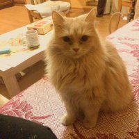 у меня не сильно большая, но пушистая и очень добрая)