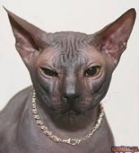 Сфинксы - это вообще космос!