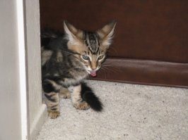 Кота зовут Яша. Кота зовут Яша. Когда я его брала, ничто не предвещало таких габаритов. Он был маленький и жалкий.