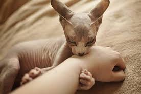 Сфинксы - это вообще космос!