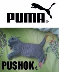 Немного мимимишности