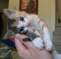 О, привет, человек. Я буду тобой повелевать следующие 18 лет