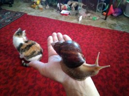 Мои кракозябры! На первом фото в кучу попали и кошка и попугай рассматривающий хомяков в аквариуме:)