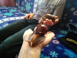 Мои кракозябры! На первом фото в кучу попали и кошка и попугай рассматривающий хомяков в аквариуме:)