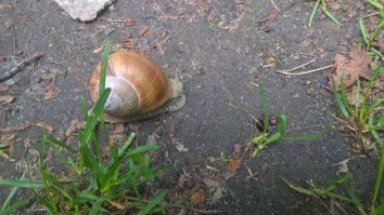 Велегож, Тульская обл. Здоровые как кони, когда падают с  деревьев стук как будто камни падают