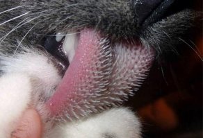 но это же не зубы, это же сосочки, зубы твердые из костной ткани - а это как у кошки на языке - хотя я хз, может зоологи их тоже зубами называют, кто знает?