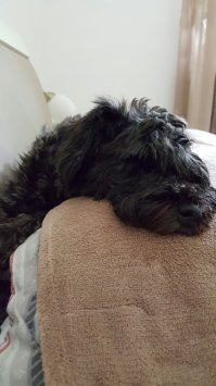 Моя только зимой спит с нами, летом внизу, около кровати на своём матрасике. Ну и когда одна, вся квартира в её распоряжении. Как в мультике " Бобик в гостях у Барбоса".