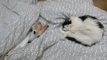 Мои 3.14здюки лохматые так по 20 часов в сутки проводят:)