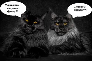 Кот по имени Пух получил новые лапы после ДТП