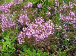 Кольский, цветущий вереск