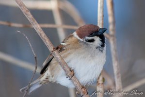 Воробьи. Интересные факты 