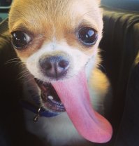 У моего такая же беда с языком, хотя зубки все на месте. Это с полугода проявилось, но тем не менее, он такой же любимый