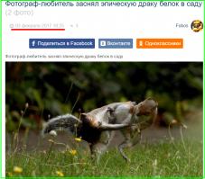  Боевые искусства белок – ниндзя