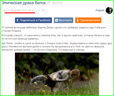  Боевые искусства белок – ниндзя