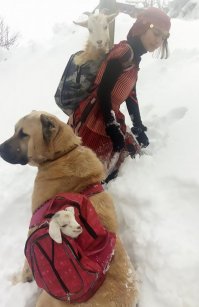 Вот же выносливая какая Девчонка! Коза с рюкзаком, похоже, весит больше, чем сама девочка. И, если она ещё с этим весом шла...