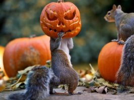  Боевые искусства белок – ниндзя