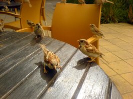 А наши воробушки ничего не боятся. Прямо при тебе на столе в кафе могут прыгать и еду выпрашивать))