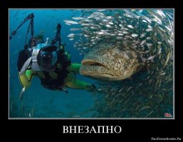 Десятки тысяч рыб образуют живые торнадо для защиты от хищников