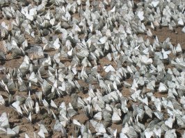 Возвращались из отпуска и попали в "метель" из бабочек боярышниц