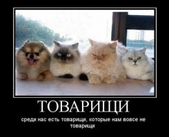  9 вещей о собаках, которые вы могли не знать