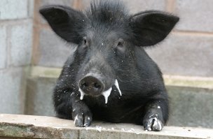  В Индонезии живет черный петух, у которого даже мясо черное