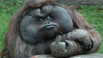  В Индонезии живет черный петух, у которого даже мясо черное