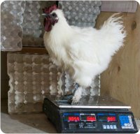 Развею несколько мифов и заблуждений из комметов ниже.
1. Порода Аям Цемани - не единственная порода кур с черной кожей и мясом. Есть ещё ряд пород, выведенных в Китае, которые тоже обладают черной кожей и мясом:
Китайская шёлковая аборигенная (перо кур напоминает пух, поэтому их называют шёлковыми)

Китайская шёлковая (то же самое, только маленькое)

Ухей-улюй (эти куры помимо всего прочего несут яйцо с оливковой скорлупой)



Аям Цемани отличаются от остальных чернокожих кур тем, что у них абсолютно всё чёрное: перо, кожа, клюв и когти, гребень, сережки и даже нёбо.