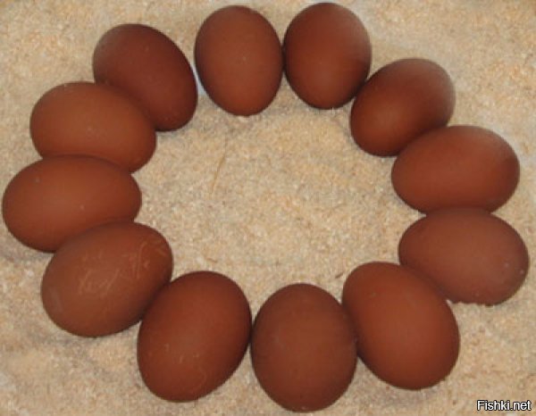 2. Цвет скорлупы яиц у Аям Цемани отнюдь не темный, а самый обычный.
Яйца с самой тёмной скорлупой у следующих пород кур:
* голландские куры Барневельдер (отличаются так же оригинальной расцветкой)


* так же голландские куры Вельзумер несут яйца с более темной коричневой матовой скорлупой


* ну и самая известная порода - это французский Маран. Именно темно-коричневым яйцом этой курицы, сваренным всмятку, предпочитал завтракать Джеймс Бонд, когда он бывал дома в Лондоне, считая их идеальными.
Порода обладает множеством расцветок оперения. Яйца же бывают как однотонные, так и пятнистые, глянцевые или почти матовые, но обязательно должны быть тёмно-коричневыми.