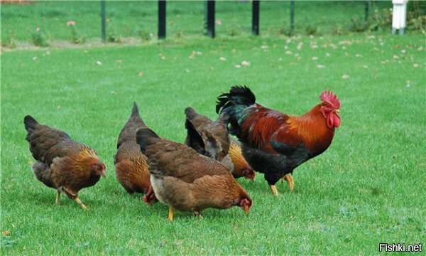 2. Цвет скорлупы яиц у Аям Цемани отнюдь не темный, а самый обычный.
Яйца с самой тёмной скорлупой у следующих пород кур:
* голландские куры Барневельдер (отличаются так же оригинальной расцветкой)


* так же голландские куры Вельзумер несут яйца с более темной коричневой матовой скорлупой


* ну и самая известная порода - это французский Маран. Именно темно-коричневым яйцом этой курицы, сваренным всмятку, предпочитал завтракать Джеймс Бонд, когда он бывал дома в Лондоне, считая их идеальными.
Порода обладает множеством расцветок оперения. Яйца же бывают как однотонные, так и пятнистые, глянцевые или почти матовые, но обязательно должны быть тёмно-коричневыми.