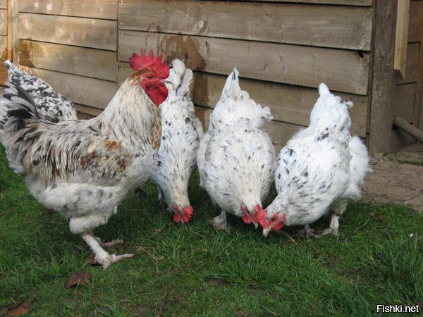 2. Цвет скорлупы яиц у Аям Цемани отнюдь не темный, а самый обычный.
Яйца с самой тёмной скорлупой у следующих пород кур:
* голландские куры Барневельдер (отличаются так же оригинальной расцветкой)


* так же голландские куры Вельзумер несут яйца с более темной коричневой матовой скорлупой


* ну и самая известная порода - это французский Маран. Именно темно-коричневым яйцом этой курицы, сваренным всмятку, предпочитал завтракать Джеймс Бонд, когда он бывал дома в Лондоне, считая их идеальными.
Порода обладает множеством расцветок оперения. Яйца же бывают как однотонные, так и пятнистые, глянцевые или почти матовые, но обязательно должны быть тёмно-коричневыми.