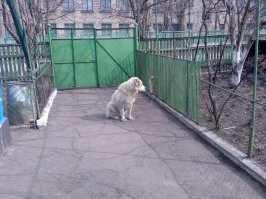 У меня алабай был 110см в холке и 105кг весом.