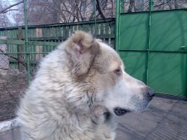 У меня алабай был 110см в холке и 105кг весом.