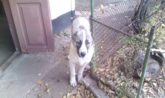 Вот мой зверь 1.5,3 и 6 месяцев