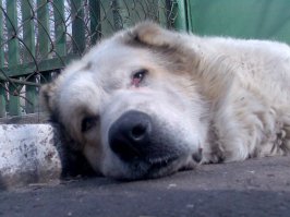 У меня алабай был 110см в холке и 105кг весом.