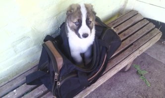 Вот мой зверь 1.5,3 и 6 месяцев