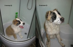 скромный щеночек)