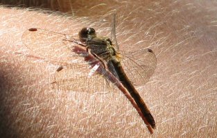 Не на хамелеоне, конечно, но тоже весьма доверчиво