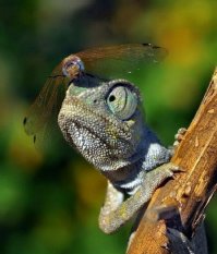 Недавно по телеку про животных смотрела и там вот рассказывали,что хамелеоны не могут ловить насекомых,которые рядом с ними, они их как бы и не замечают.Ловят только на большом расстоянии, а если прямо перед ним будет сидеть муха, он мимо пройдёт.